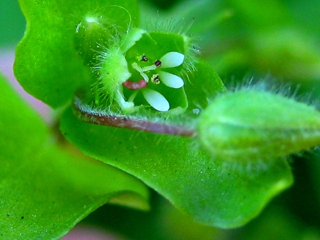 Image of Stellaria media specimen.