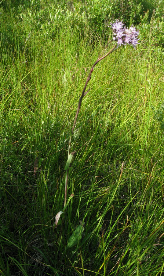 Image of Saussurea parviflora specimen.