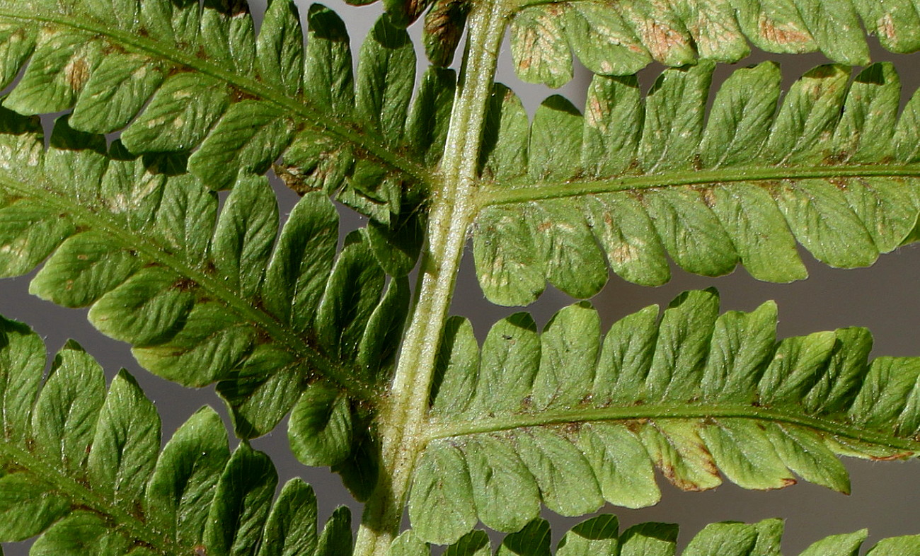 Image of Matteuccia struthiopteris specimen.