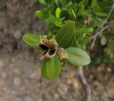 Смотреть изображение Buxus sempervirens
