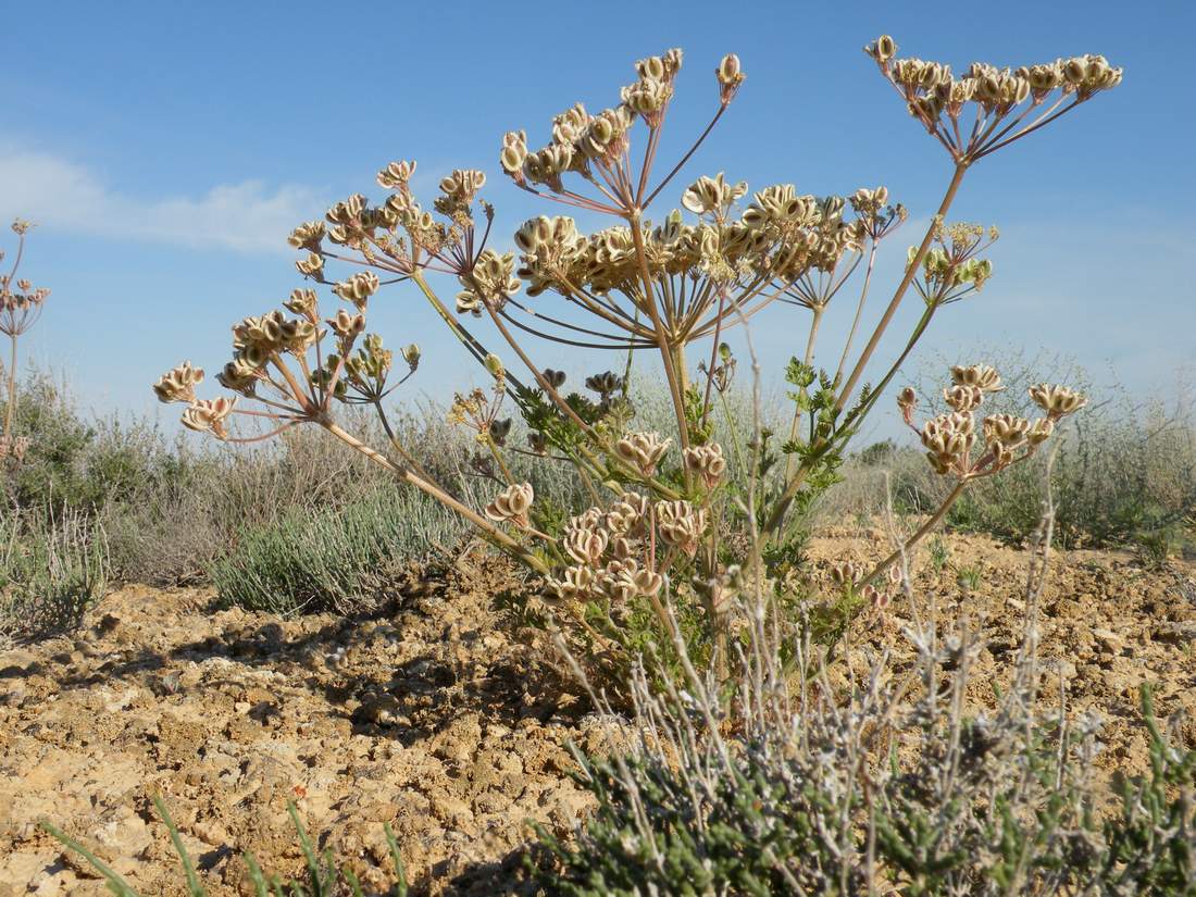 Image of Zosima absinthifolia specimen.