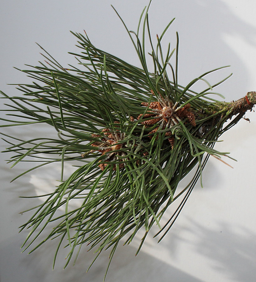 Image of Pinus nigra specimen.