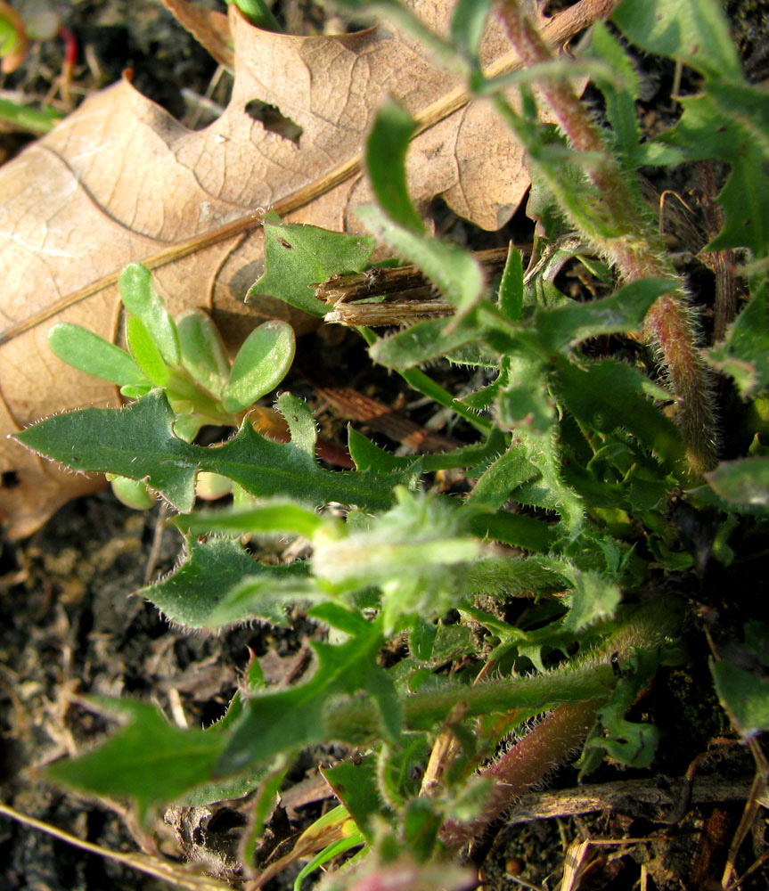 Image of Crepis rhoeadifolia specimen.