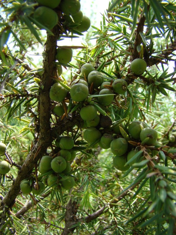 Image of Juniperus oblonga specimen.