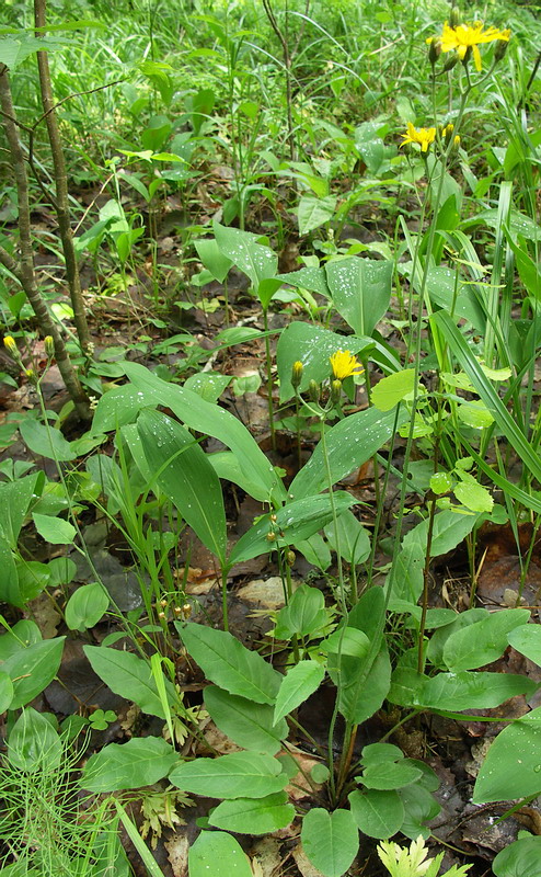 Изображение особи род Hieracium.