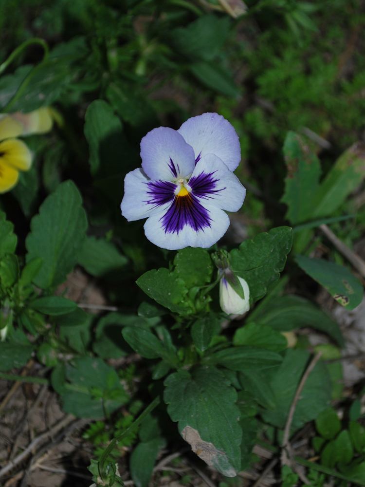 Image of Viola wittrockiana specimen.