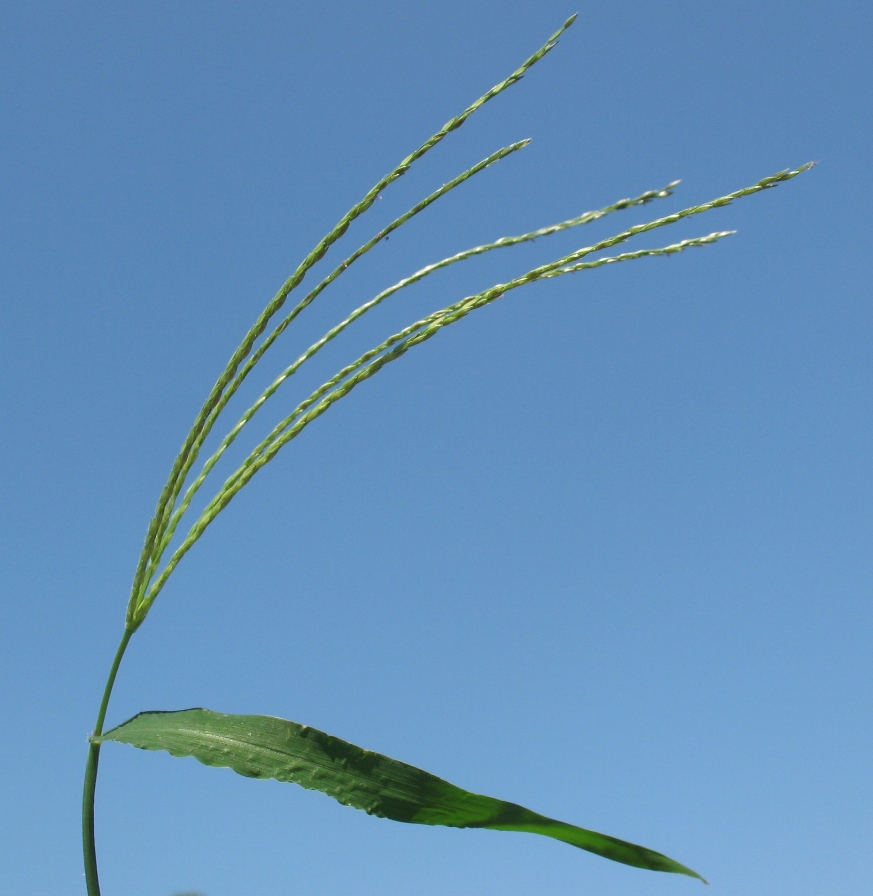 Image of Digitaria sanguinalis specimen.