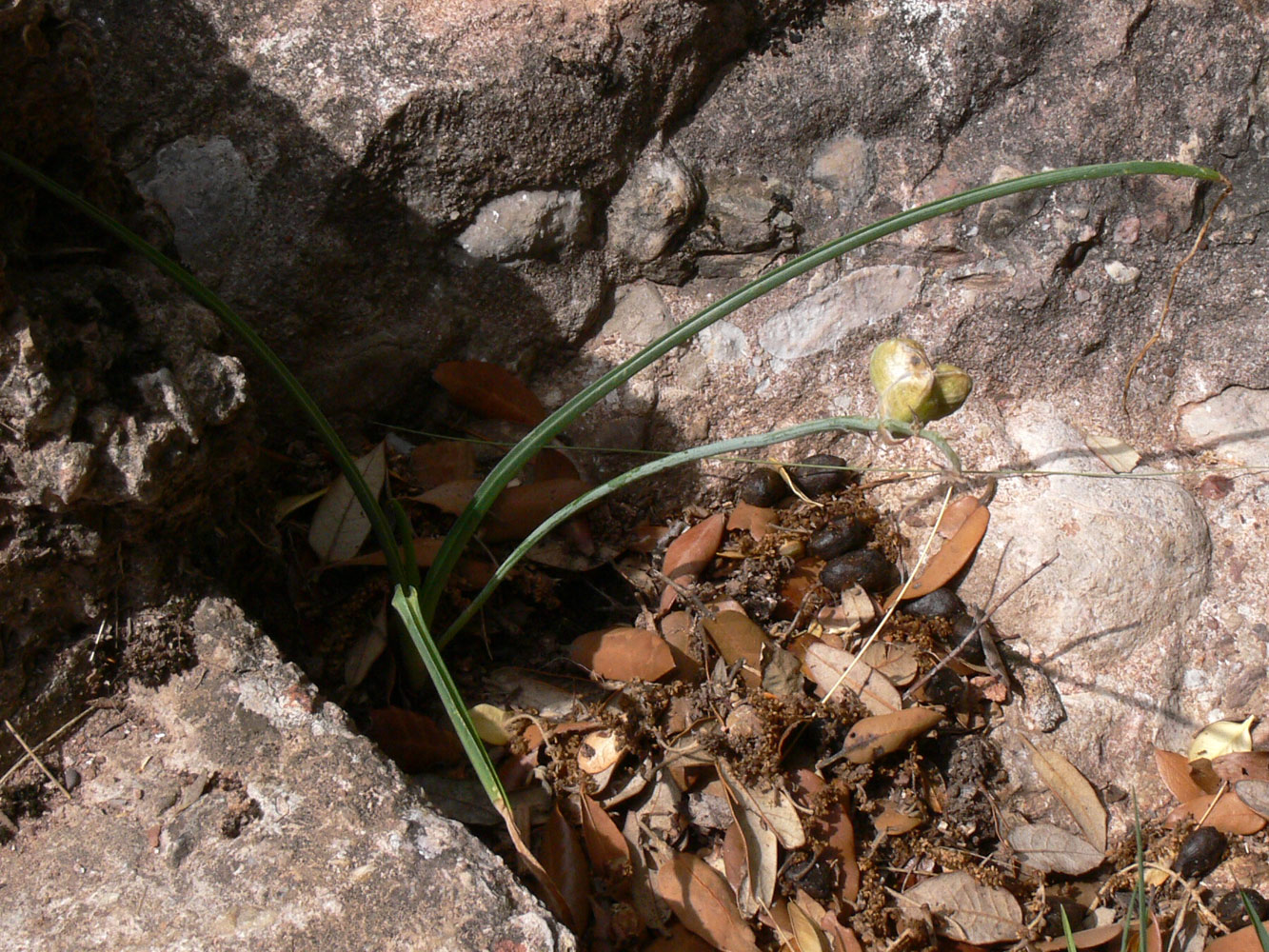 Image of Dipcadi serotinum specimen.