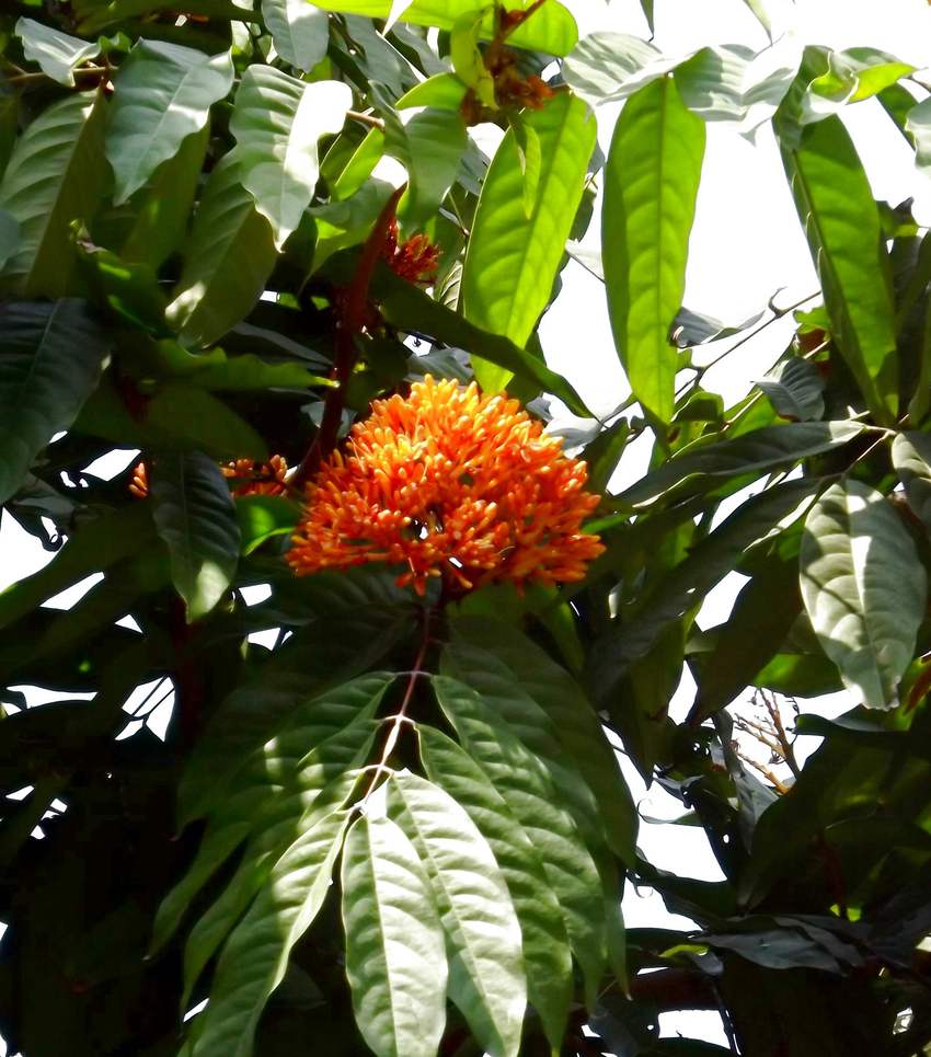 Image of Saraca indica specimen.