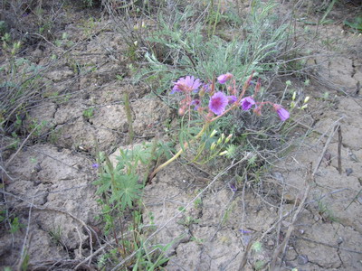 Image of Geranium transversale specimen.