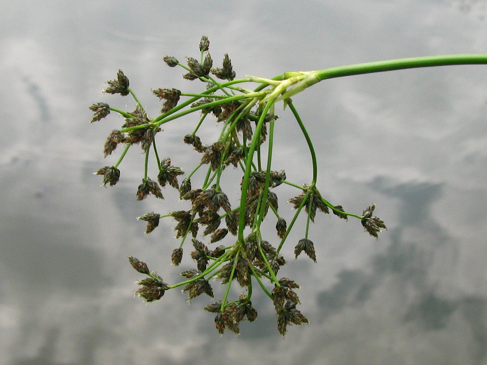 Image of Scirpus sylvaticus specimen.