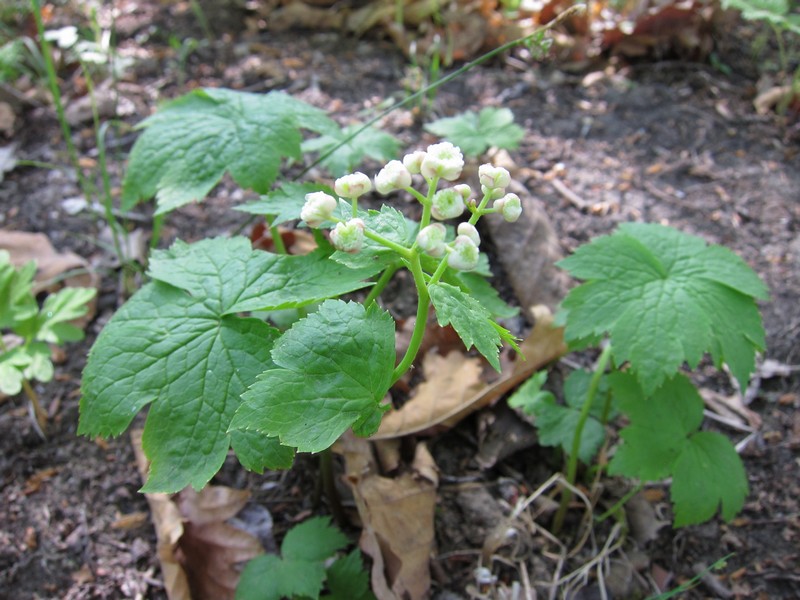 Image of Trautvetteria japonica specimen.