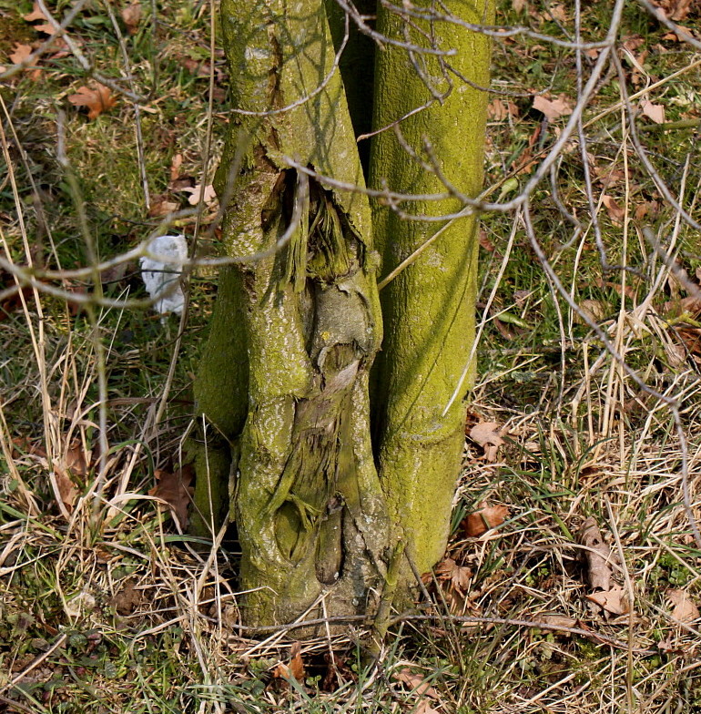 Image of Frangula alnus specimen.