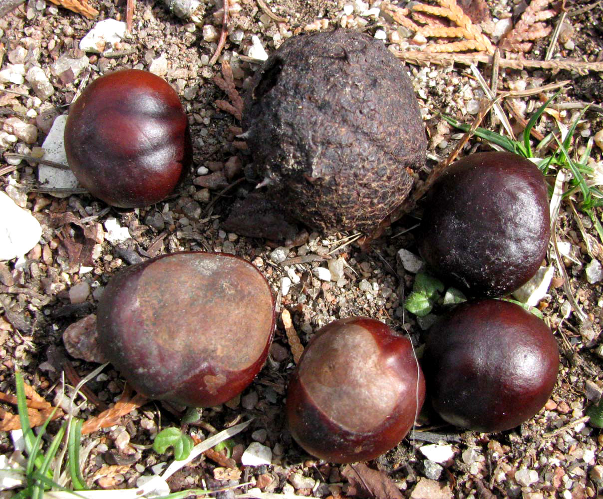 Image of Aesculus hippocastanum specimen.