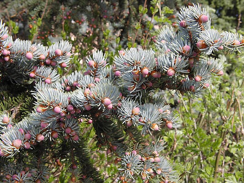 Image of Picea pungens f. glauca specimen.