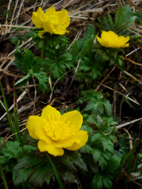 Изображение особи Trollius ranunculinus.