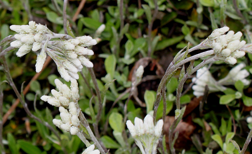 Image of Antennaria dioica specimen.