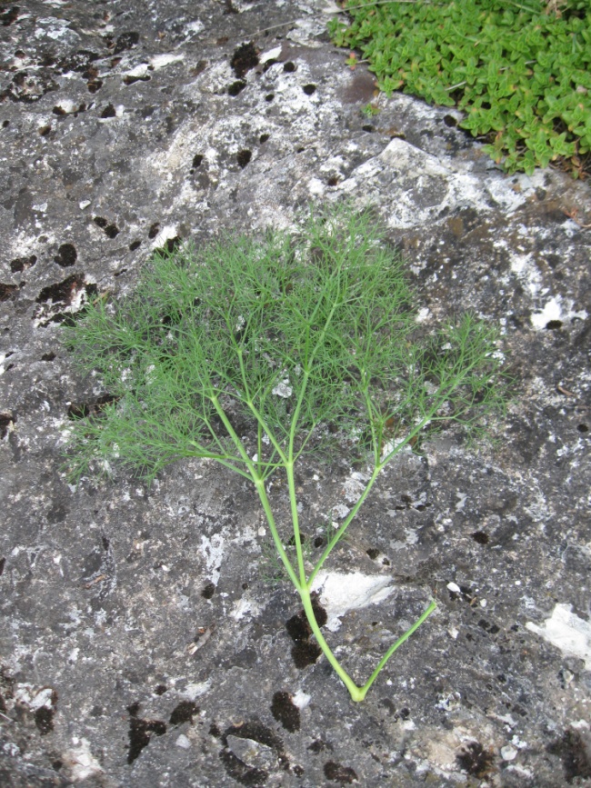 Image of Bilacunaria microcarpos specimen.