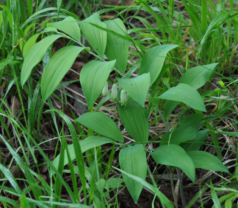 Изображение особи Polygonatum glaberrimum.