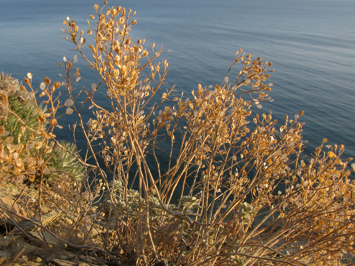 Image of Odontarrhena obtusifolia specimen.