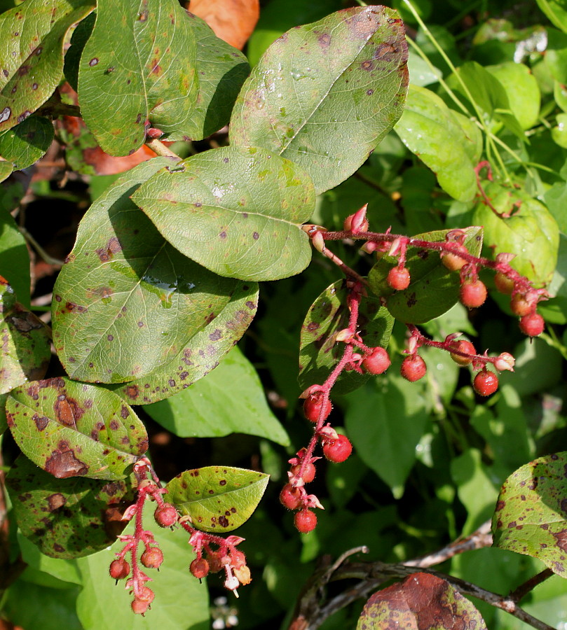 Image of Gaultheria shallon specimen.