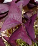 Oxalis triangularis. Лист. Германия, г. Krefeld, Ботанический сад. 11.08.2013.