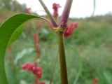 Persicaria lapathifolia. Верхняя часть побега. Чувашия, окр. г. Шумерля, пойма р. Сура. 27 сентября 2013 г.
