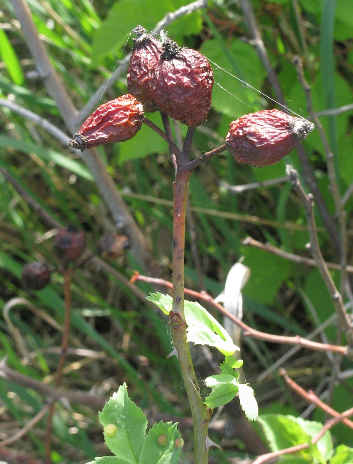 Image of genus Rosa specimen.