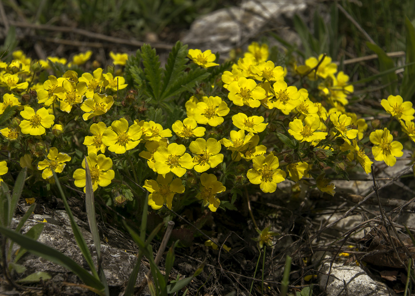 Image of Potentilla humifusa specimen.