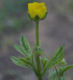 genus Ranunculus. Верхушка зацветающего растения. Греция, Халкидики, с. Неа Потидеа (Νέα Ποτίδαια), в культуре. 01.04.2014.