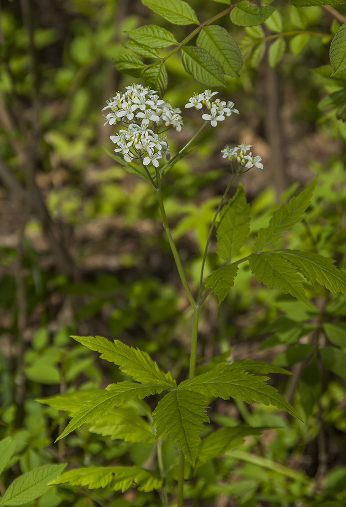 Изображение особи Cardamine leucantha.