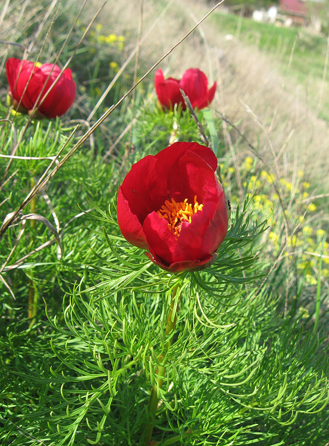 Image of Paeonia tenuifolia specimen.