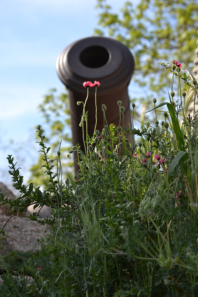 Изображение особи Papaver hybridum.