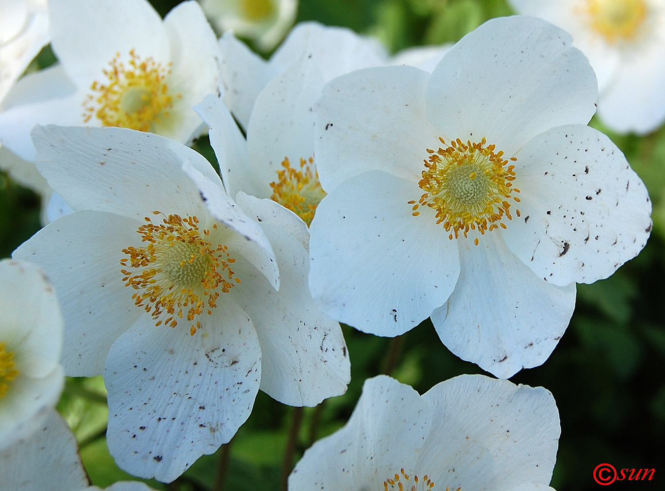 Image of Anemone sylvestris specimen.