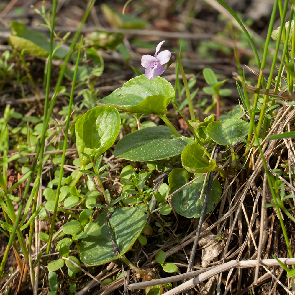 Image of Viola palustris specimen.