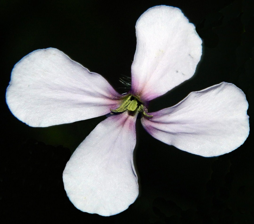 Изображение особи Hesperis matronalis.