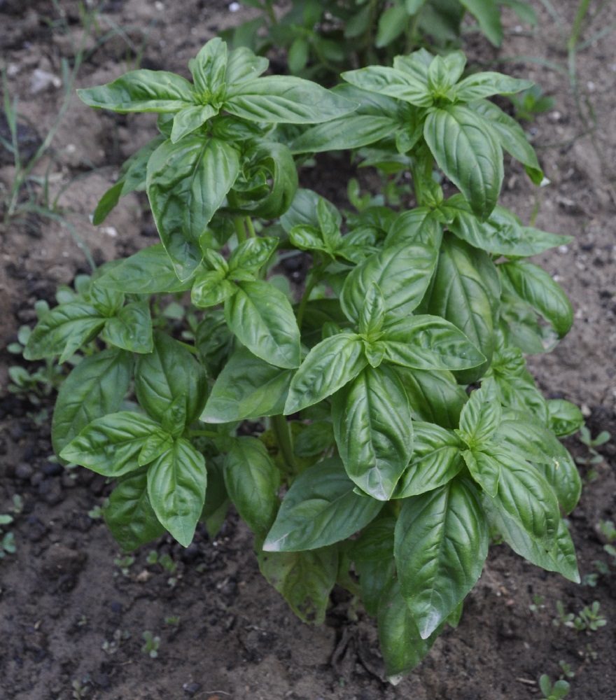 Image of Ocimum basilicum specimen.