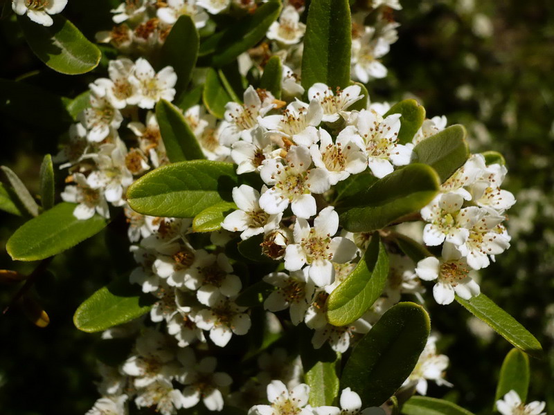 Image of Pyracantha angustifolia specimen.