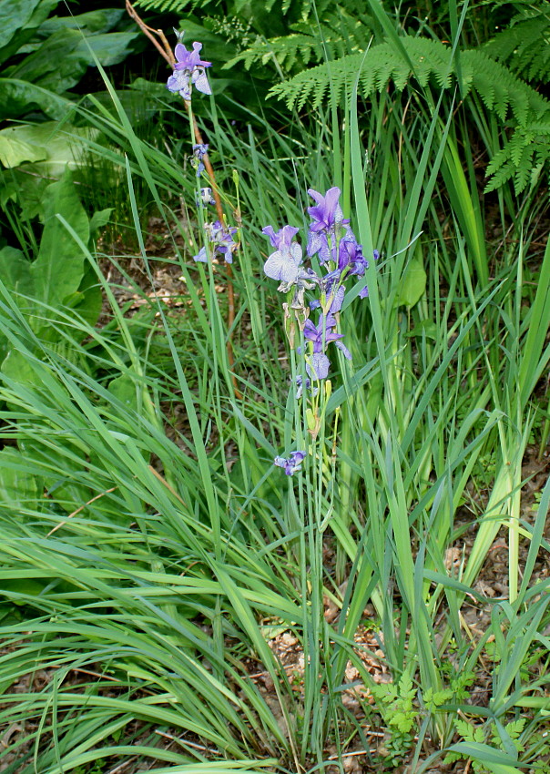 Изображение особи Iris sibirica.