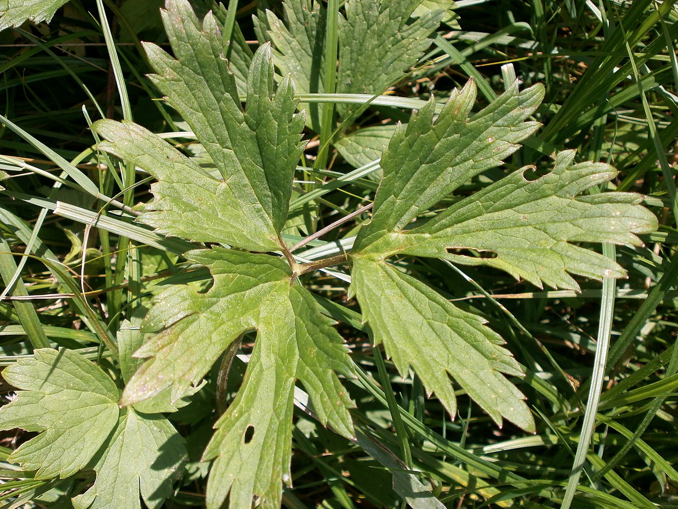 Image of genus Ranunculus specimen.