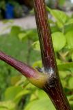 Aralia cordata