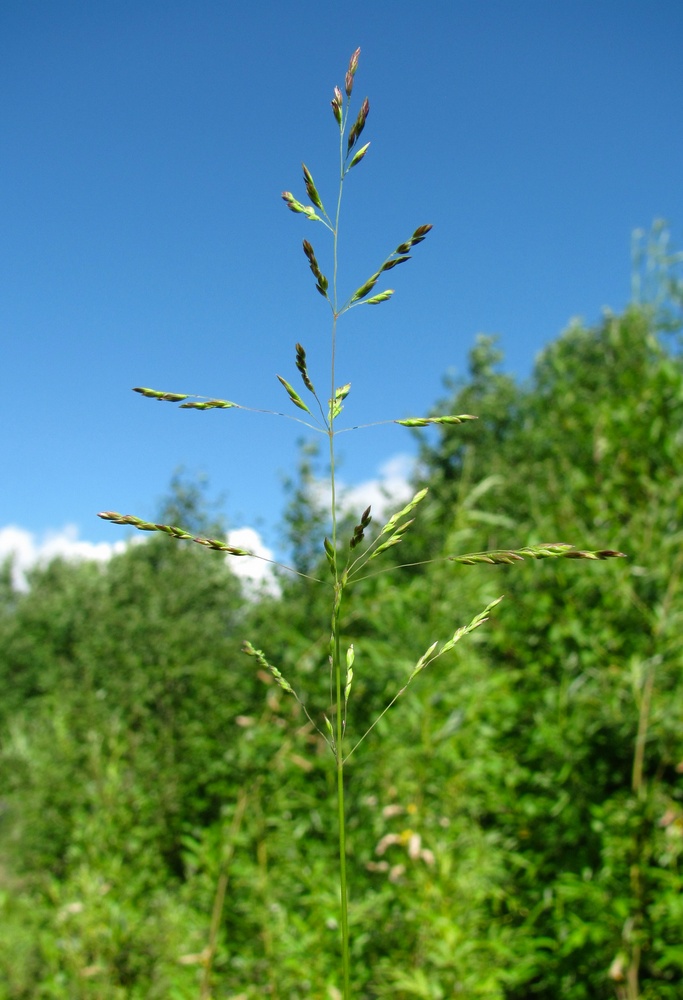 Image of Poa trivialis specimen.