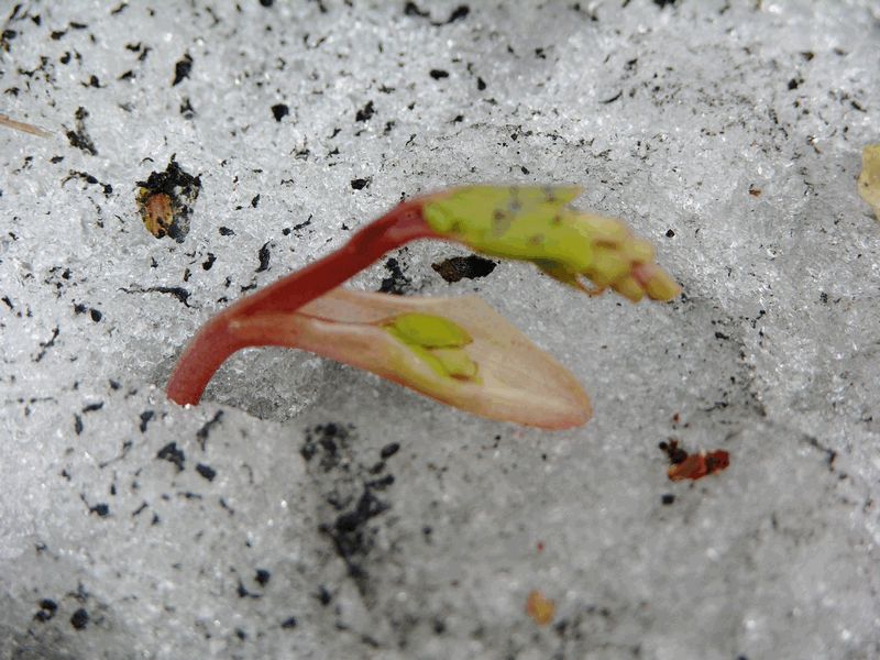 Image of Corydalis ambigua specimen.