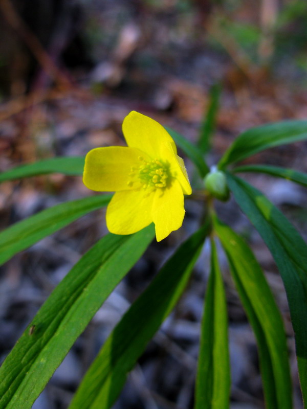 Image of Anemone jenisseensis specimen.