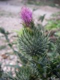 Cirsium vulgare