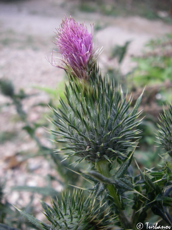 Image of Cirsium vulgare specimen.