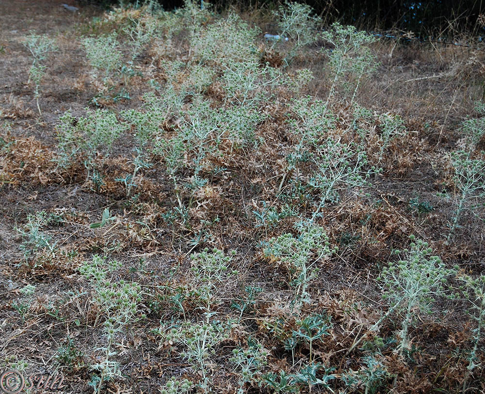 Изображение особи Eryngium campestre.