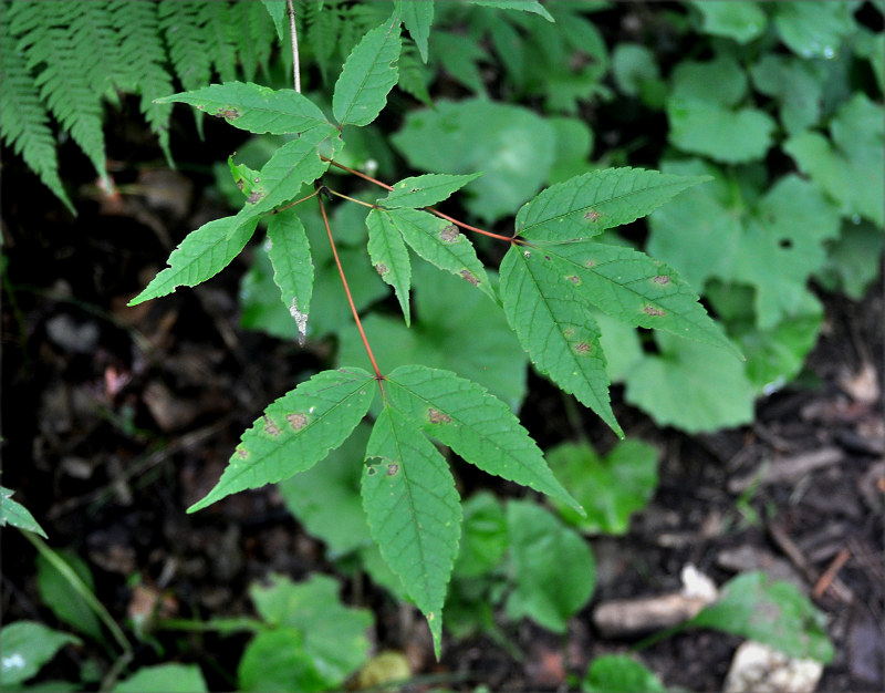 Image of Acer mandshuricum specimen.