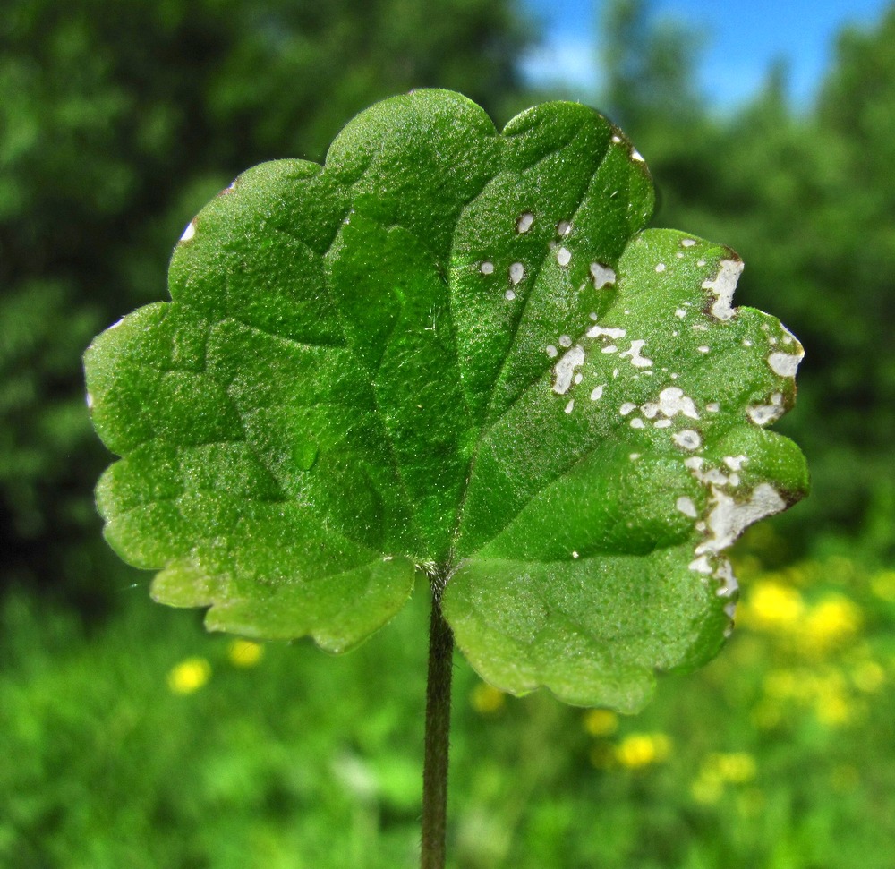 Изображение особи Glechoma hederacea.