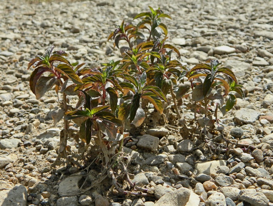 Image of Mentha arvensis specimen.